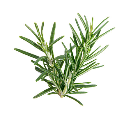 Rosemary isolated on white backgroundの写真素材