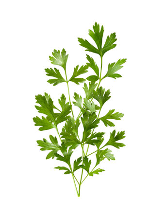 Parsley herb isolated on white backgroundの写真素材