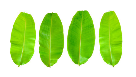 Banana Leaf isolated on white backgroundの写真素材