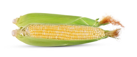 Corn isolated on white backgroundの写真素材