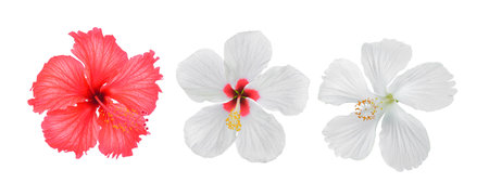 hibiscus flower isolated on white backgroundの写真素材