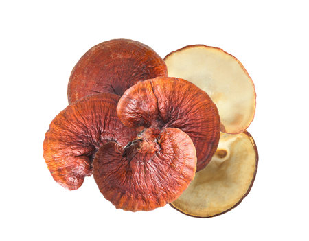 lingzhi mushroom on white backgroundの写真素材