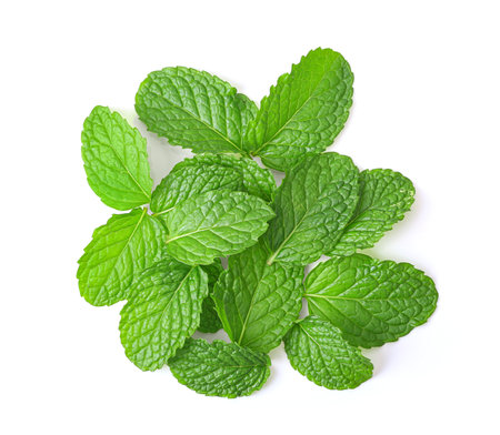 mint leaves isolated on white background top viewの写真素材