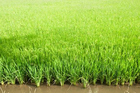 rice fieldの写真素材