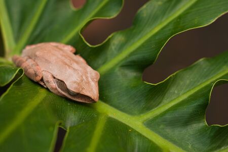Frogsの写真素材