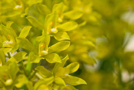 orchid