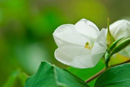 White Bauhiniaの写真素材