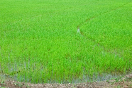 Rice seedlingsの写真素材