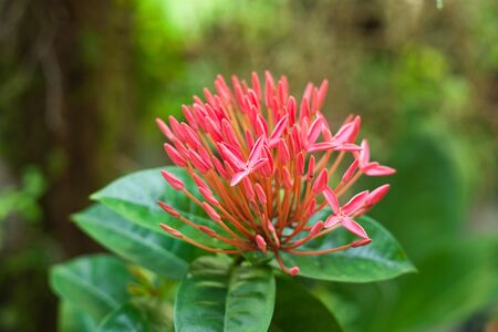 Rubiaceae