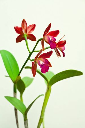 Cattleyaの写真素材