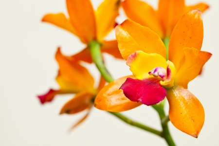 Yellow cattleyaの写真素材