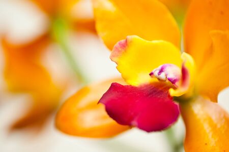 Yellow cattleyaの写真素材