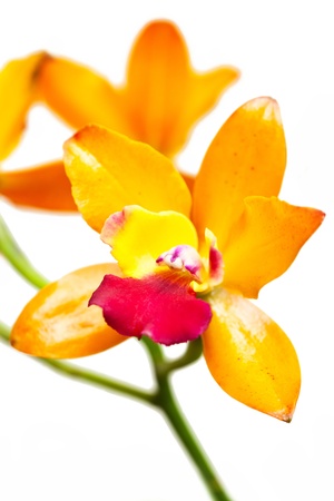 Yellow cattleyaの写真素材