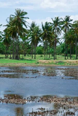 Coconut palmの写真素材