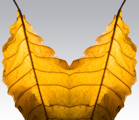 Leaves の写真素材