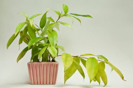 Dracaenaceaeの写真素材