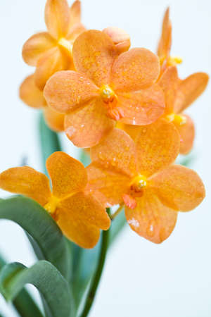 Ascocentrum の写真素材
