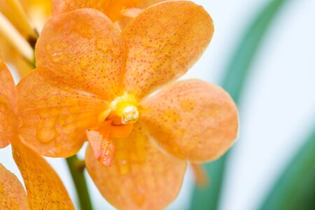 Ascocentrum の写真素材