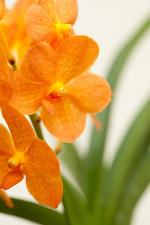 Ascocentrum の写真素材