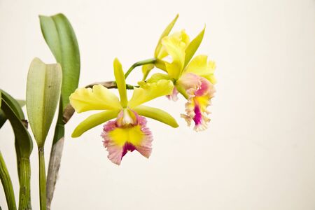 Yellow - pink orchid, cattleya の写真素材