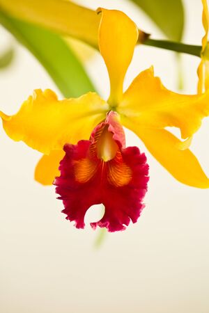 Yellow - red orchid, cattleyaの写真素材