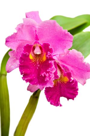 Purple cattlena, orchidの写真素材