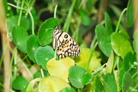 Butterfly on green leaf, Thailand
