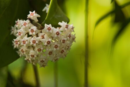 Hoya with green leafの写真素材