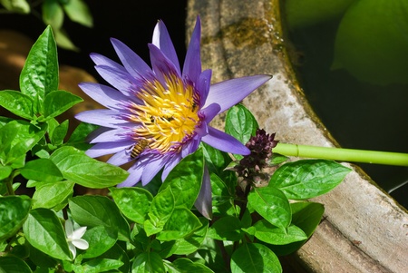 Purple waterlilyの写真素材