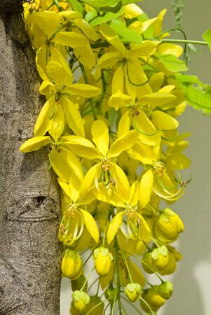 Golden shower, Cassia fistulaの写真素材
