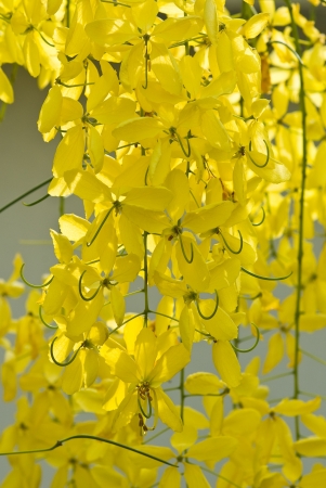 Golden shower, Cassia fistulaの写真素材