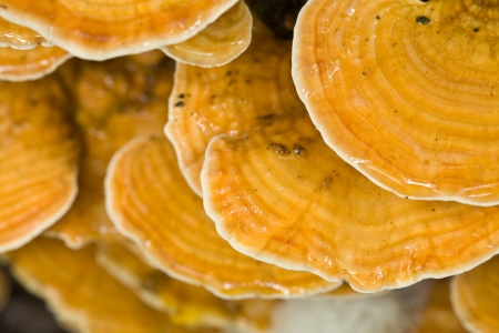 Wild mushrooms, Tree fungus 
