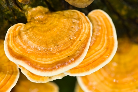 Wild mushrooms, Tree fungus 
