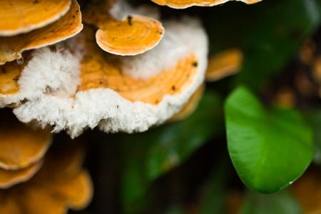 Wild mushrooms, Tree fungus の写真素材