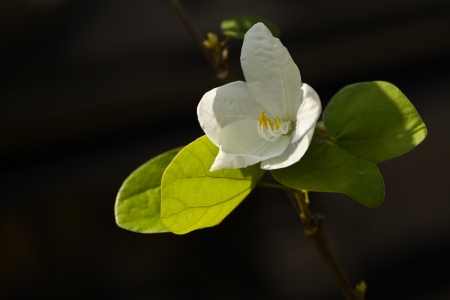 White Bauhinia 