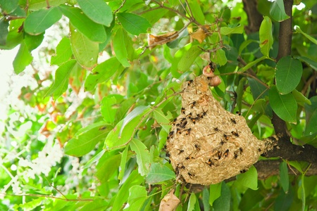 Wasp nest in a treeの写真素材