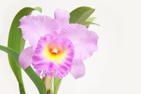 Pink Cattleya named Mahina Yahiroの写真素材