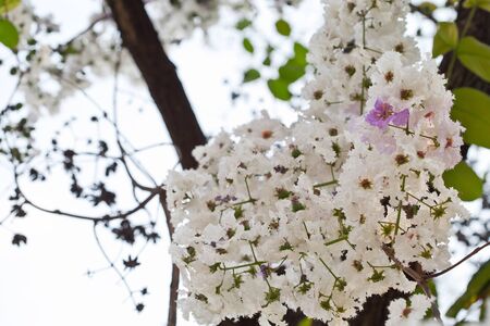 White and pink crape myrtle flowers 