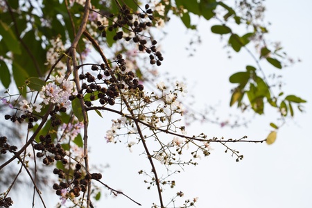 White and pink crape myrtle flowers の写真素材