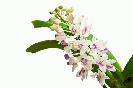 Rhynchostylis gigantea isolated on white の写真素材