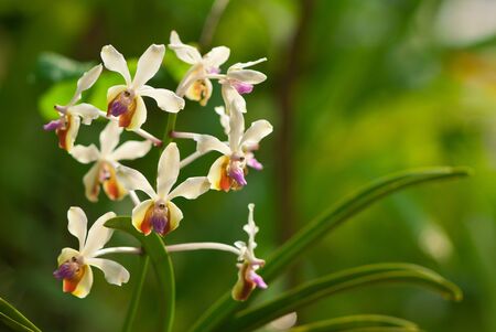 Vanda lilacina Teijsm   Binnend 