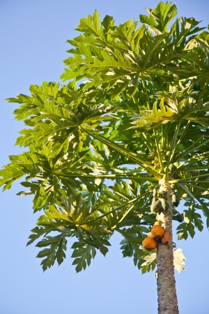 Papaya tree and blue skyの写真素材