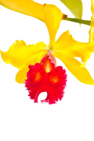 Yellow and red cattleya, Orchid isolated on whiteの写真素材