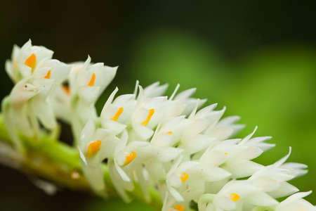White orchid on green backgroundの写真素材