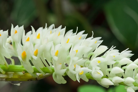 White orchid on green background