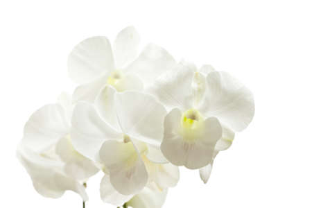 White orchid isolated on whiteの写真素材