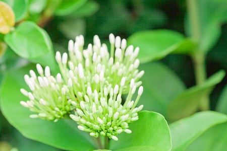 White Ixora Flower on green backgroundの写真素材