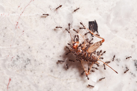 Teamwork of Ants at Marble Wallの写真素材