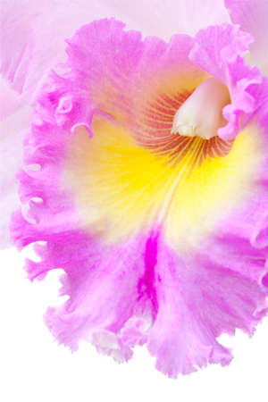 Pink flower isolated on whiteの写真素材