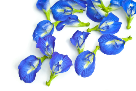 Butterfly pea isolated on whiteの写真素材